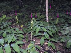 Listera-ovata_стация